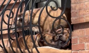 Puppy Window Delights Neighborhood