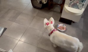 Gluttonous Puppy Is Desperate For More Food