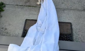 Cat Tags Along As Beagle Takes Blanket