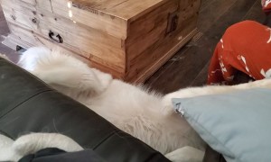 Pyrenees Dog Accidentally Rolls Off Sofa