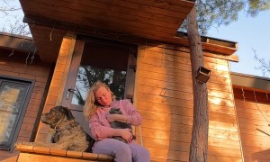 Scared Kitten Stuck On Roof Is Rescued