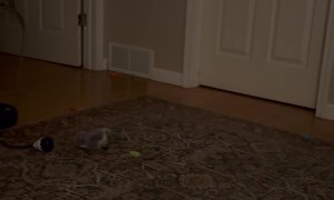 Goofus the Cat Does a Backflip