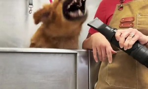 Golden Retriever Bites At Groomer's Dryer