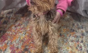 Dazed Doggy Can't Sit Up