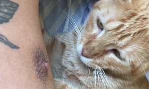 Cat Gives Surprise Bite