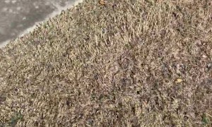 Cars and Coffee Freakout