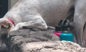 Dog Transfixed By Koi Pond