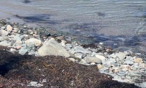 Peanut Finds a Lobster Claw