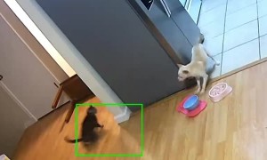 Sneak Attack in the Kitchen