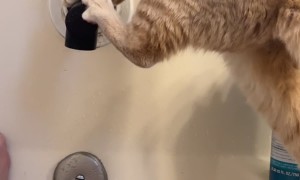 Orange Cat Fell Into My Tub