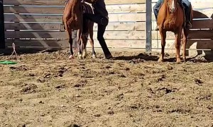 Stock Colt Bucks Rider Off