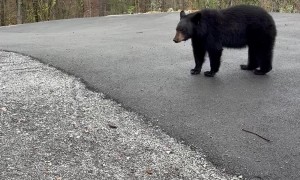 Encounter With a Curious Black Bear
