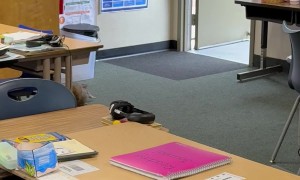 Squirrel In The Classroom