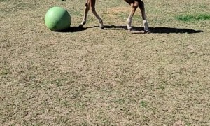 Foal Plays With His New Ball