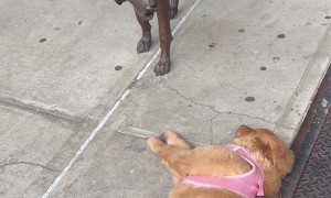 Golden Retriever Puppy Wants Wolf Statue to Play