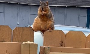A Squirrely Snackrobat