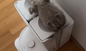 British Shorthair Takes Nap On Vacuum