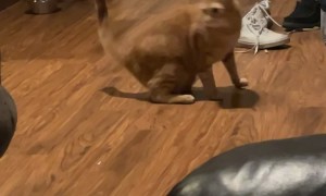 Orange Cat Chases His Tail’s Shadow