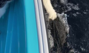 Pirate Kitty Enjoys Boat Waves