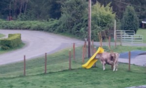 Lucky Bear Hides From Log Truck Noise