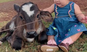Cowgirl Cuddles With Cow Calf