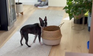 My Boston at Peak Derp