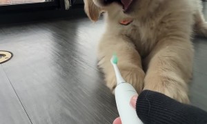Golden Retriever Does Battle With Sonic Toothbrush