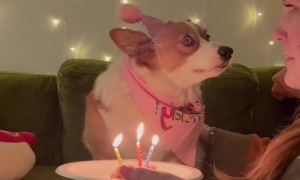 Corgi Doesn't Trust Candles on Birthday Treat