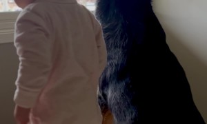 Baby Copies Rottweiler's Shake