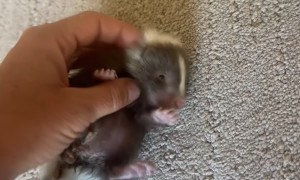 Lefty the Skunk at 8 Weeks Old