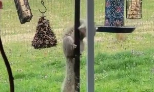 Gymnast Squirrel Reaches Bird Feeder
