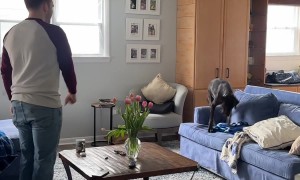 German Shorthaired Pointer Puppy Zoomies