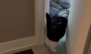 Clever Cat Opens Door To Room