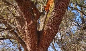 Dog Likes a Birds-Eye View