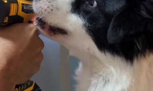 Dog Unsure About Furniture Assembly