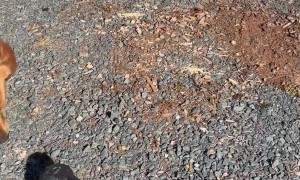 Hank Being a Proud Retriever