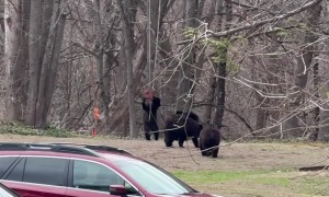 Bear Cubs Play in Connecticut Backyard