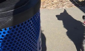 Border Collie Finds Tennis Ball Treasures In Garbage Can