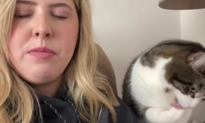 Cat Slaps Chips Away