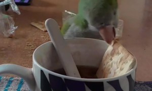 My Parrot Dunked His Cracker in My Tea