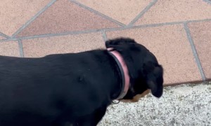 Dog Roughhouses With Grasshopper