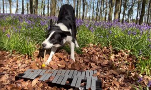 Border Collie Plays Glockenspiel