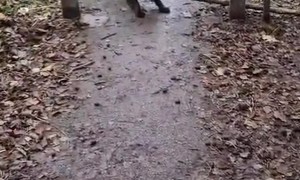 Dog Can't Fit Treasured Branch Through Trail Opening