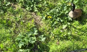 Goose Takes On Tiger And Wins