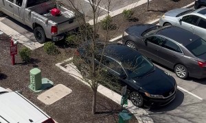 Bird Grabs Falling Dog Fur For Nest