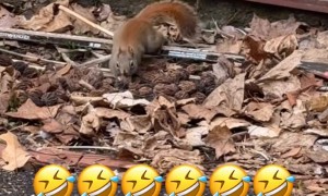 Squirrel Rushes To Hide Nuts In Boot