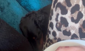 Sausage Dog Steals Slice of Ham