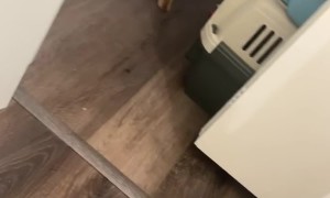 Milo Takes the Last Roll