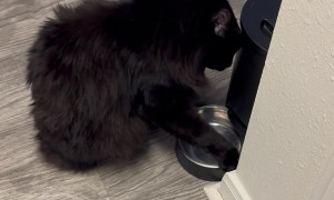 One Way to Beg for Earlier Breakfast