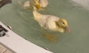 Ducks Splash Around During First Tub Swim
